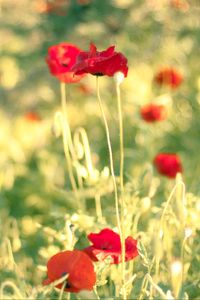 Preview wallpaper poppies, flowers, field, blur, summer