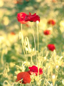 Preview wallpaper poppies, flowers, field, blur, summer