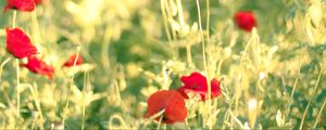 Preview wallpaper poppies, flowers, field, blur, summer