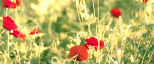 Preview wallpaper poppies, flowers, field, blur, summer