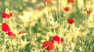 Preview wallpaper poppies, flowers, field, blur, summer