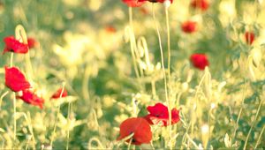 Preview wallpaper poppies, flowers, field, blur, summer