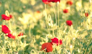 Preview wallpaper poppies, flowers, field, blur, summer