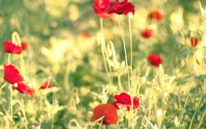 Preview wallpaper poppies, flowers, field, blur, summer