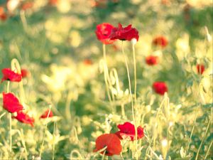 Preview wallpaper poppies, flowers, field, blur, summer