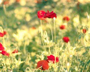 Preview wallpaper poppies, flowers, field, blur, summer