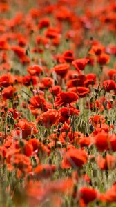 Preview wallpaper poppies, flowers, field, plants