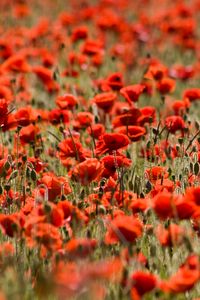 Preview wallpaper poppies, flowers, field, plants