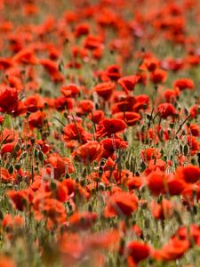 Preview wallpaper poppies, flowers, field, plants