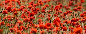 Preview wallpaper poppies, flowers, field, plants