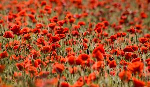 Preview wallpaper poppies, flowers, field, plants