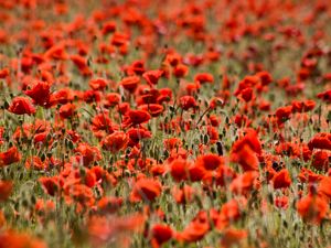 Preview wallpaper poppies, flowers, field, plants