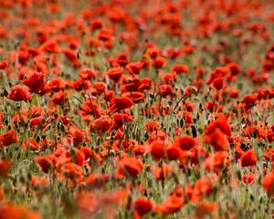 Preview wallpaper poppies, flowers, field, plants