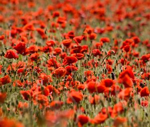 Preview wallpaper poppies, flowers, field, plants