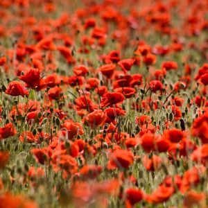 Preview wallpaper poppies, flowers, field, plants