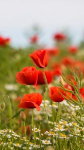 Preview wallpaper poppies, flowers, field, plants, macro