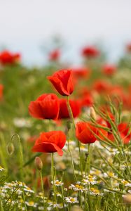 Preview wallpaper poppies, flowers, field, plants, macro