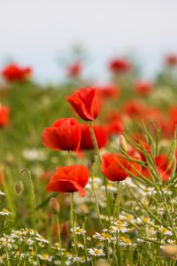 Preview wallpaper poppies, flowers, field, plants, macro