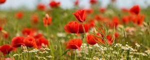 Preview wallpaper poppies, flowers, field, plants, macro