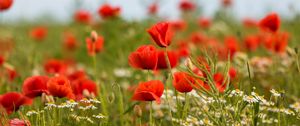 Preview wallpaper poppies, flowers, field, plants, macro
