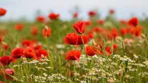 Preview wallpaper poppies, flowers, field, plants, macro