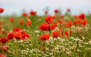 Preview wallpaper poppies, flowers, field, plants, macro