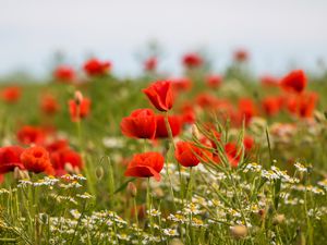 Preview wallpaper poppies, flowers, field, plants, macro