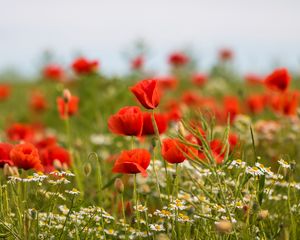 Preview wallpaper poppies, flowers, field, plants, macro