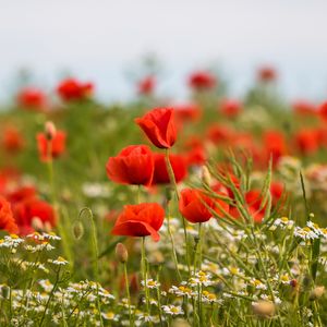 Preview wallpaper poppies, flowers, field, plants, macro