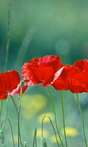 Preview wallpaper poppies, flowers, field, blurred