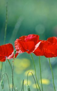 Preview wallpaper poppies, flowers, field, blurred