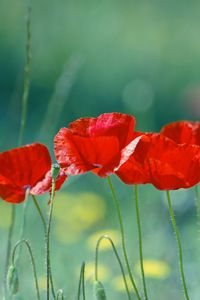 Preview wallpaper poppies, flowers, field, blurred