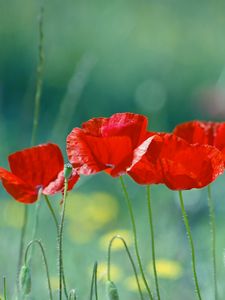 Preview wallpaper poppies, flowers, field, blurred