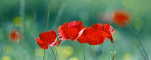 Preview wallpaper poppies, flowers, field, blurred