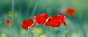 Preview wallpaper poppies, flowers, field, blurred