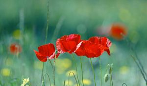 Preview wallpaper poppies, flowers, field, blurred