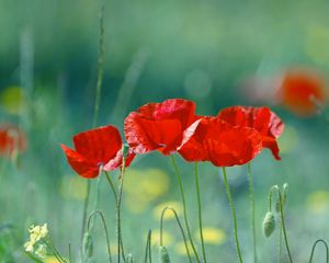 Preview wallpaper poppies, flowers, field, blurred