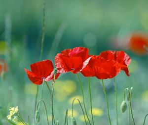 Preview wallpaper poppies, flowers, field, blurred