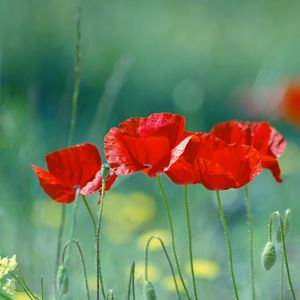 Preview wallpaper poppies, flowers, field, blurred