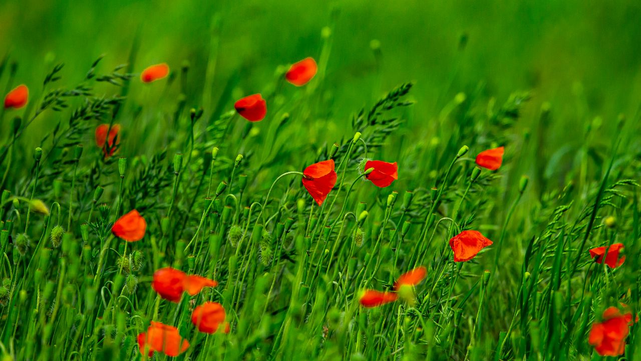 Wallpaper poppies, flowers, field, grass, blur