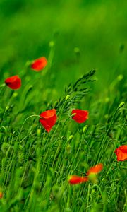 Preview wallpaper poppies, flowers, field, grass, blur