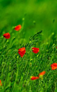 Preview wallpaper poppies, flowers, field, grass, blur