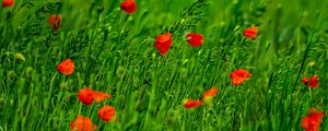 Preview wallpaper poppies, flowers, field, grass, blur