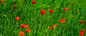 Preview wallpaper poppies, flowers, field, grass, blur
