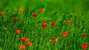 Preview wallpaper poppies, flowers, field, grass, blur