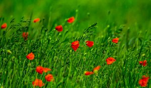 Preview wallpaper poppies, flowers, field, grass, blur