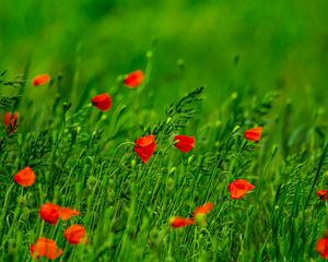 Preview wallpaper poppies, flowers, field, grass, blur