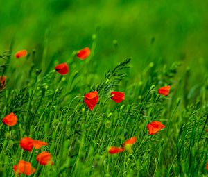 Preview wallpaper poppies, flowers, field, grass, blur