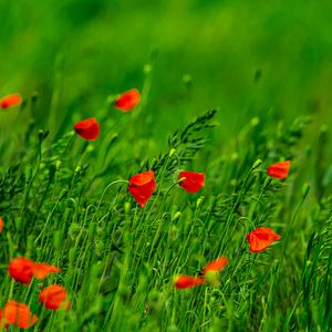 Preview wallpaper poppies, flowers, field, grass, blur