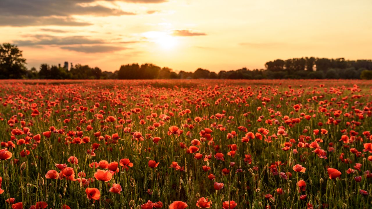 Wallpaper poppies, flowers, field, sunshine